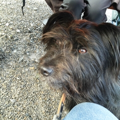 Hundetreffen 2014 im Allgäu (23)